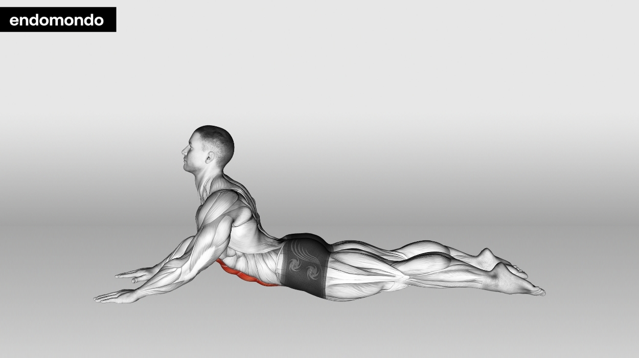 Abdominal Muscle Stretch
