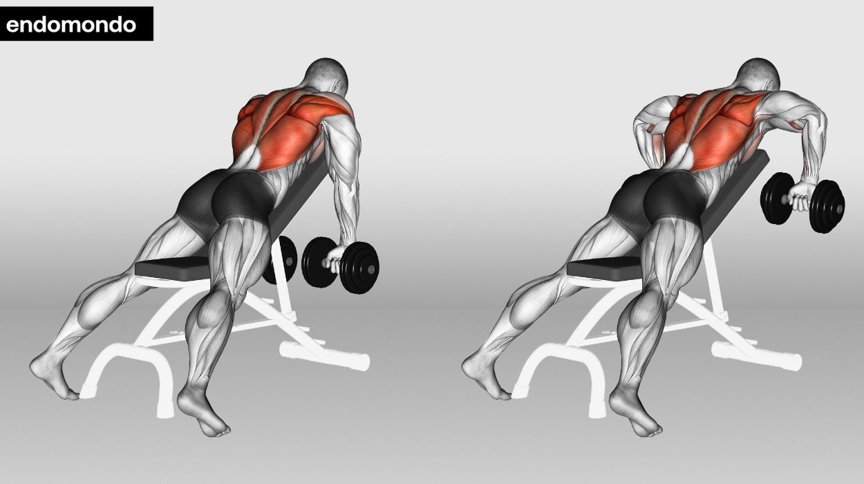Chest Supported Dumbbell Row
