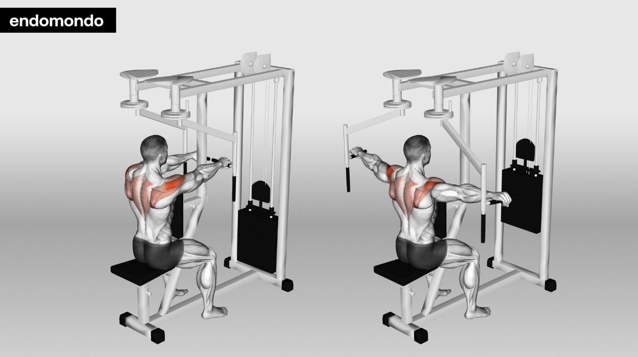 Seated Rear Delt Fly Machine