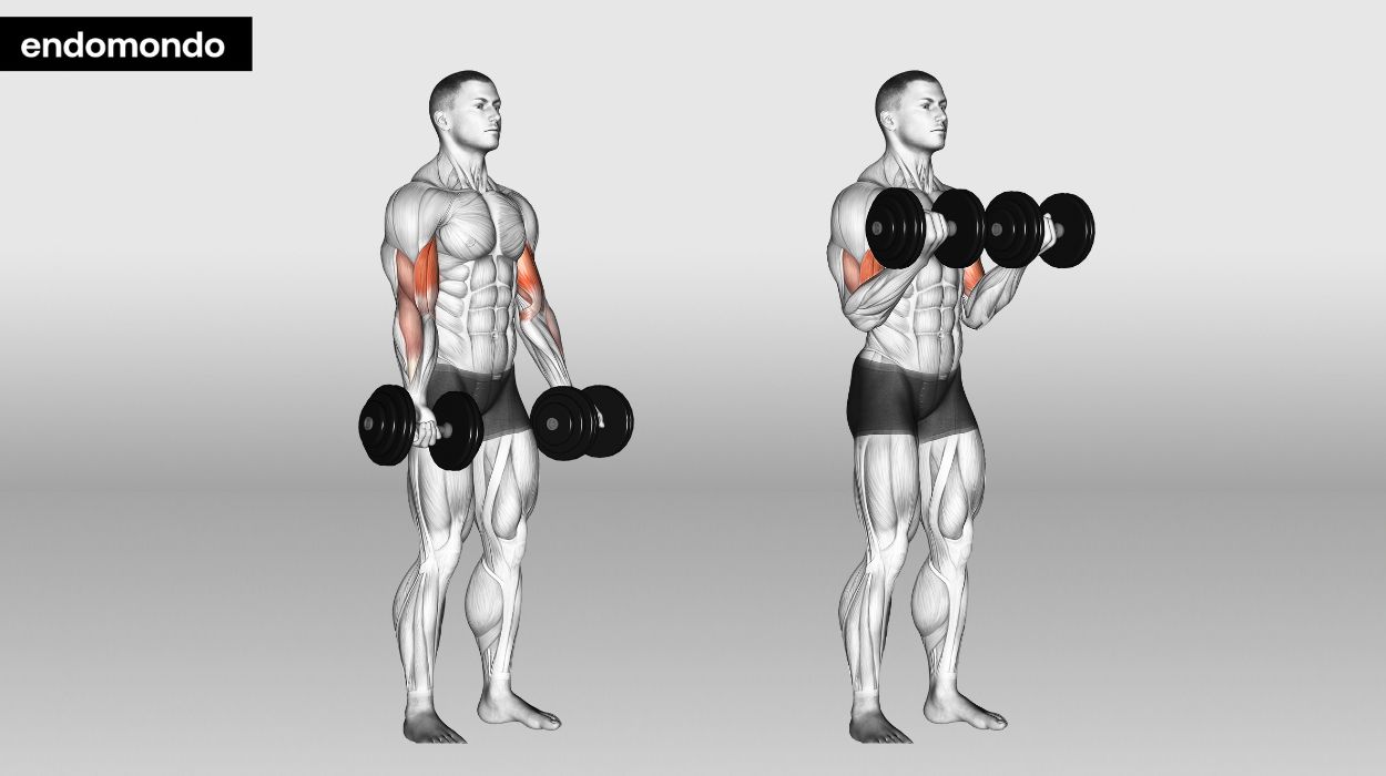 Standing Dumbbell Bicep Curls