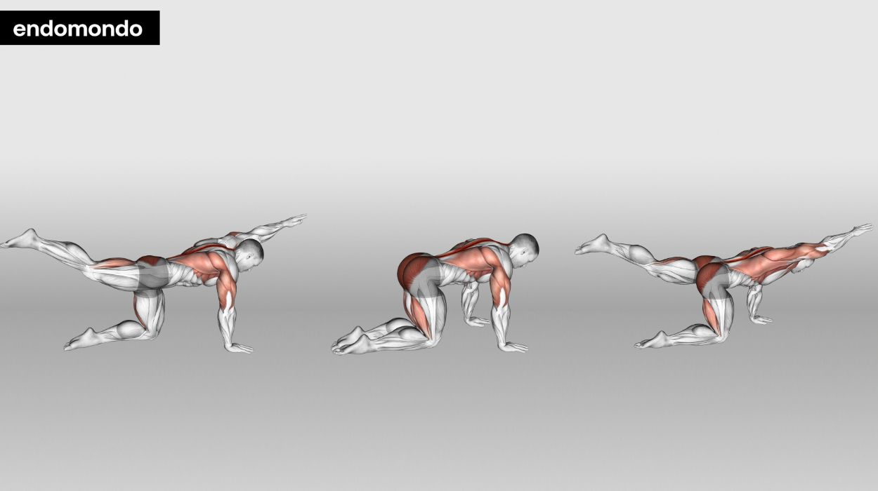 Bird Dog - core workout for runners