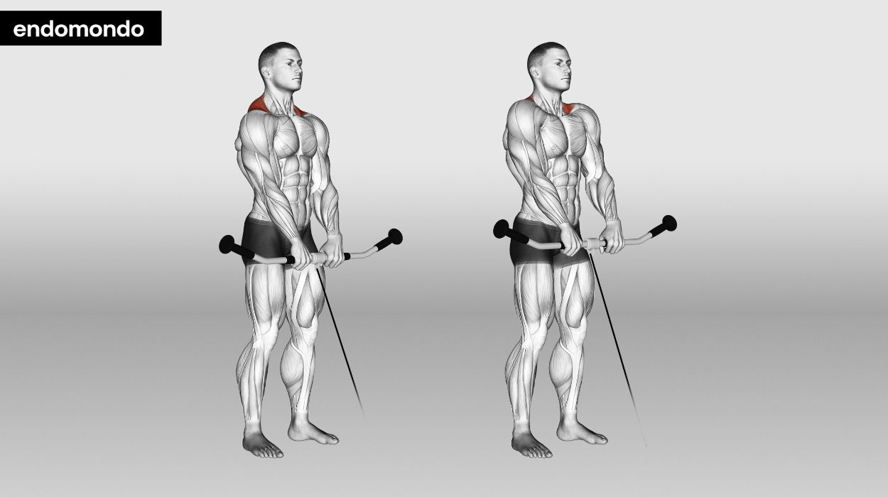 shoulders and traps workout