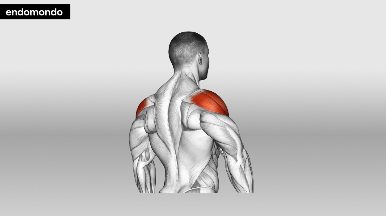 shoulder workout for mass