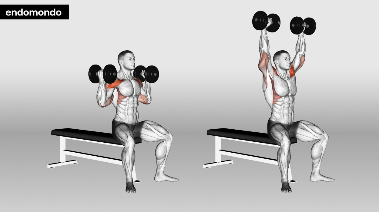 Seated Dumbbell Arnold Press
