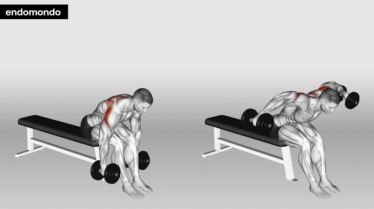 Seated Dumbbell Rear Delt Fly