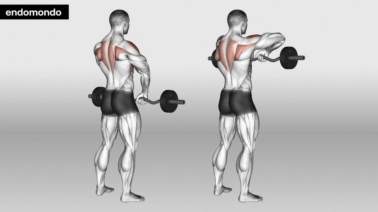 Standing EZ Bar Upright Rows