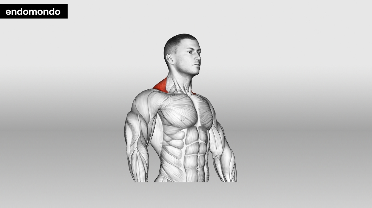 shoulders and traps workout