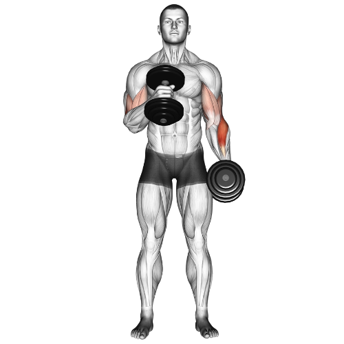 777 bicep curls online